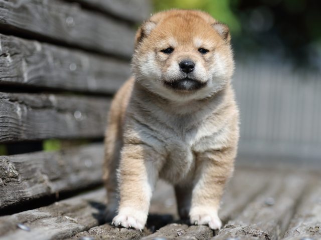 FP5A5167-shibainu-puppy FP5A5167-shibainu-puppy