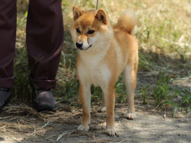 FP5A5177-puupy-shibainu FP5A5177-puupy-shibainu