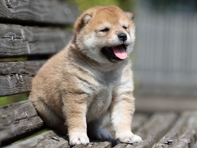 FP5A5183-shibainu-puppy FP5A5183-shibainu-puppy