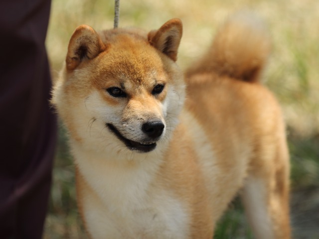 FP5A5185-puupy-shibainu FP5A5185-puupy-shibainu