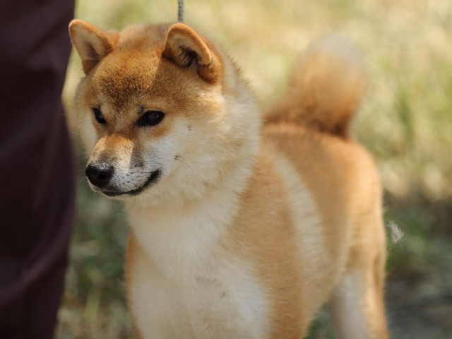 FP5A5188-puupy-shibainu FP5A5188-puupy-shibainu