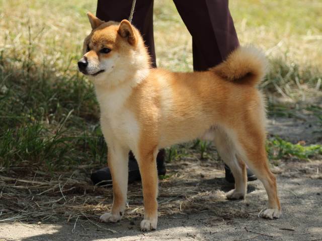 FP5A5191-puupy-shibainu FP5A5191-puupy-shibainu