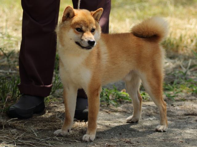 FP5A5200-puupy-shibainu FP5A5200-puupy-shibainu