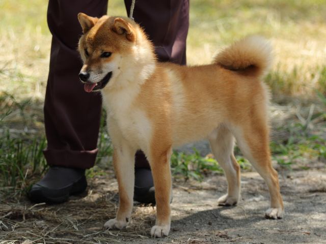 FP5A5215-puupy-shibainu FP5A5215-puupy-shibainu