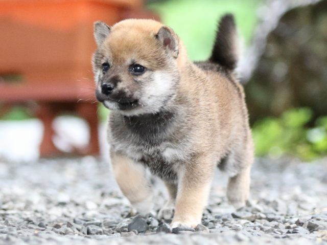 FP5A5463-shibainu FP5A5463-shibainu