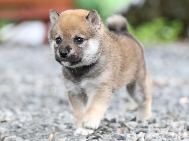 FP5A5487-shibainu FP5A5487-shibainu