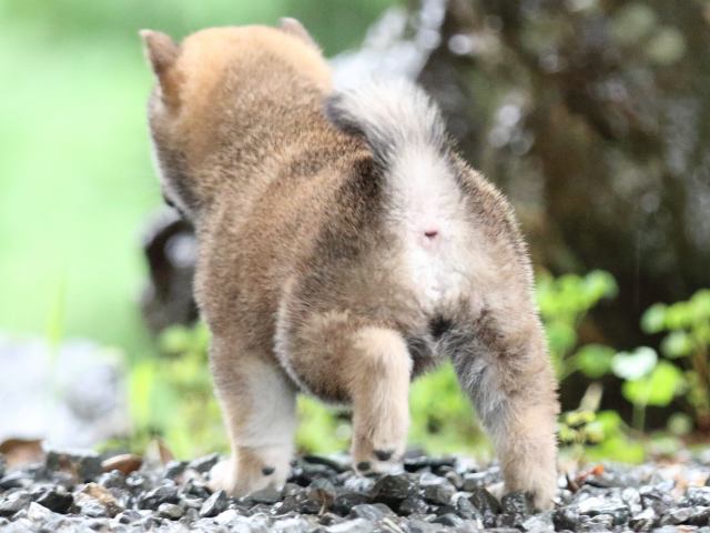 FP5A5567-shibainu FP5A5567-shibainu