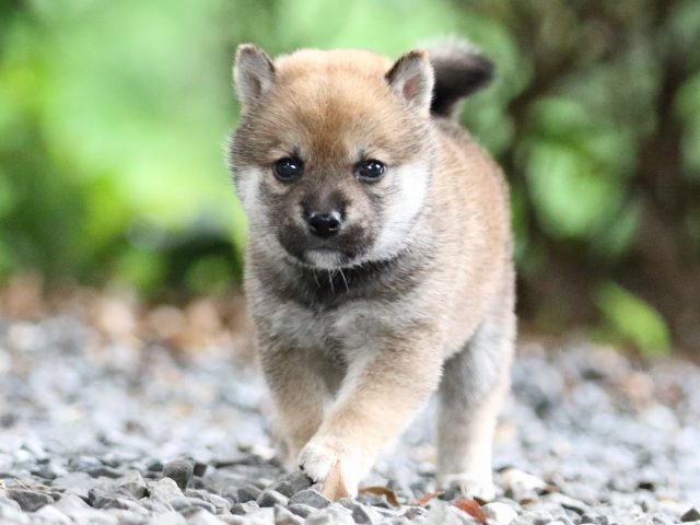 FP5A5617-shibainu FP5A5617-shibainu