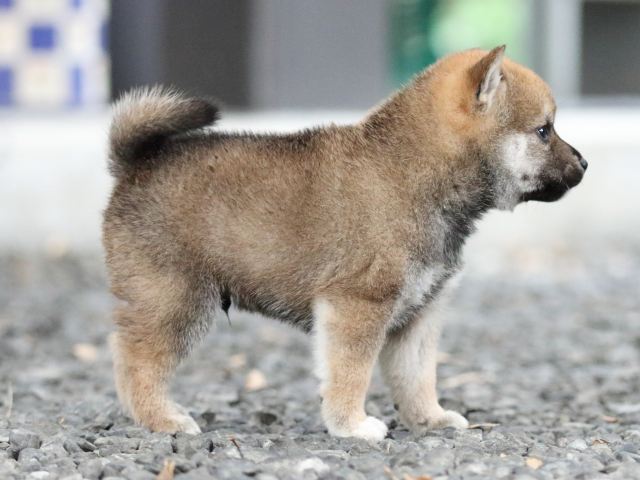 FP5A5748-shibainu FP5A5748-shibainu
