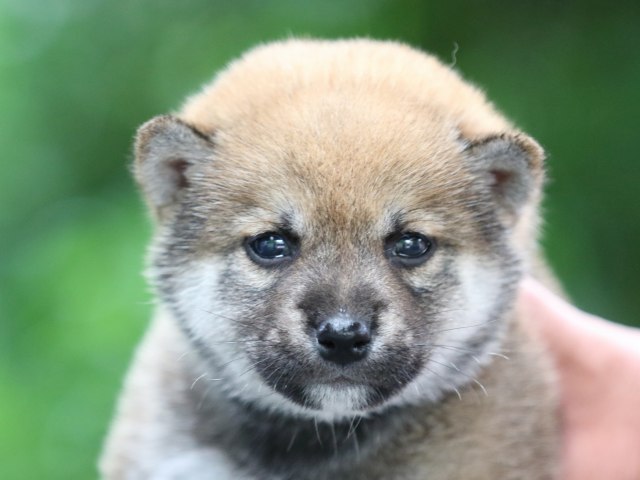 FP5A5781-shibainu FP5A5781-shibainu