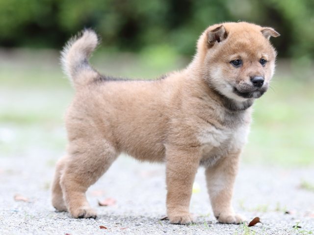 FP5A7055-shibainu FP5A7055-shibainu