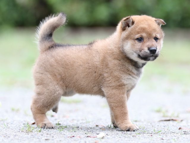 FP5A7070-shibainu FP5A7070-shibainu