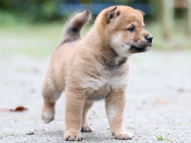 FP5A7087-shibainu FP5A7087-shibainu