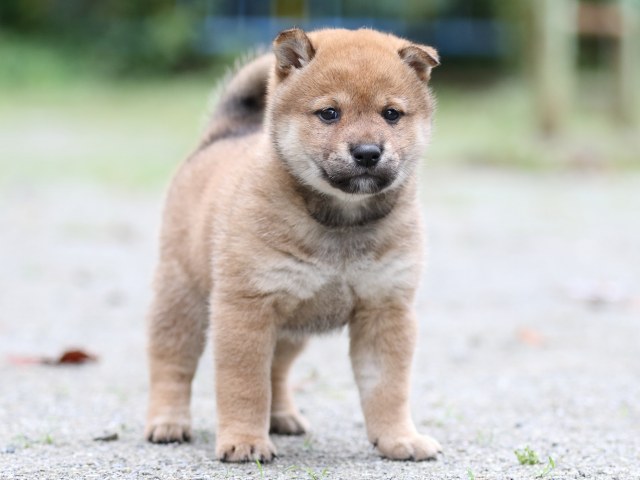 FP5A7089-shibainu FP5A7089-shibainu