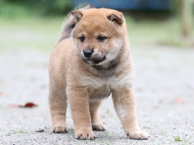 FP5A7092-shibainu FP5A7092-shibainu