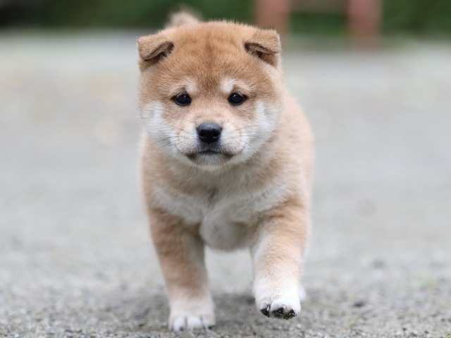 FP5A7274-shibainu FP5A7274-shibainu