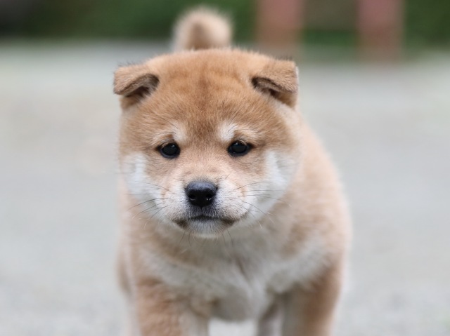 FP5A7276-shibainu FP5A7276-shibainu