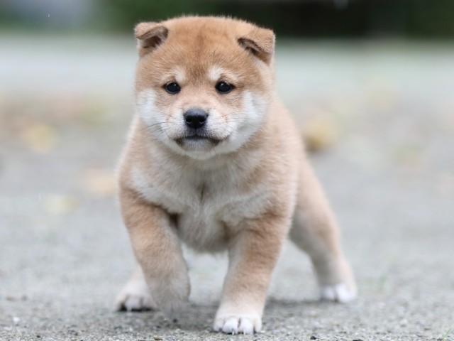 FP5A7319-shibainu FP5A7319-shibainu