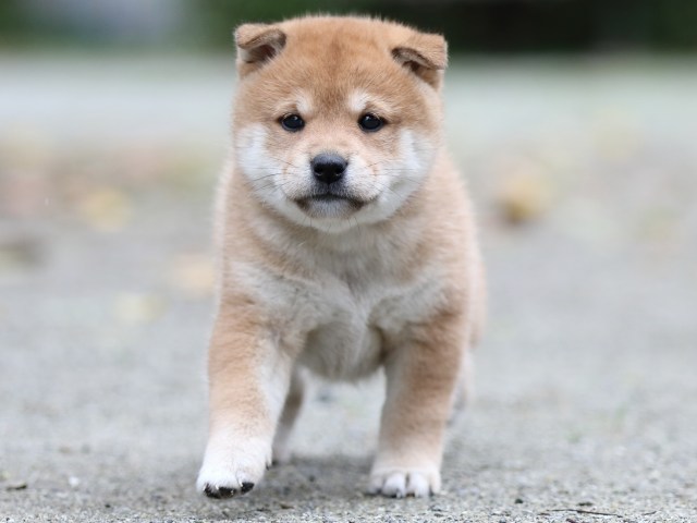 FP5A7320-shibainu FP5A7320-shibainu