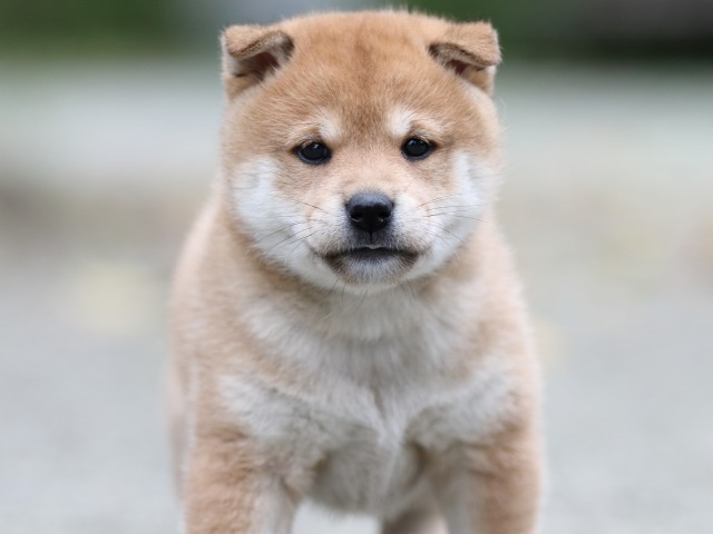 FP5A7337-shibainu FP5A7337-shibainu