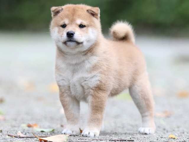 FP5A7383-shibainu FP5A7383-shibainu