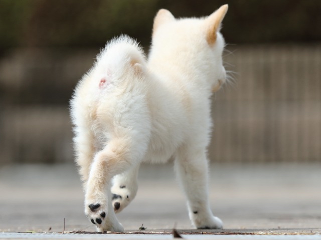 FP5A7596-shibainu FP5A7596-shibainu