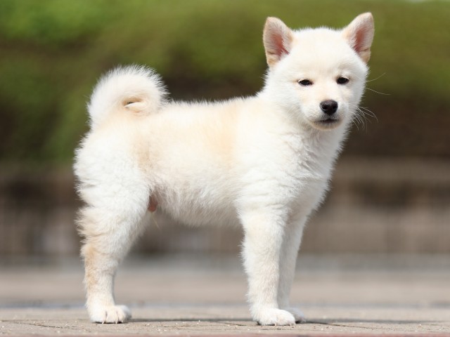 FP5A7625-shibainu FP5A7625-shibainu