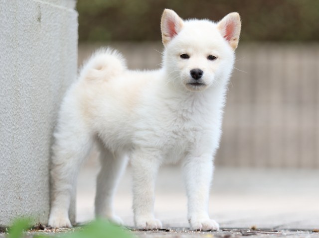 FP5A7693-shibainu FP5A7693-shibainu