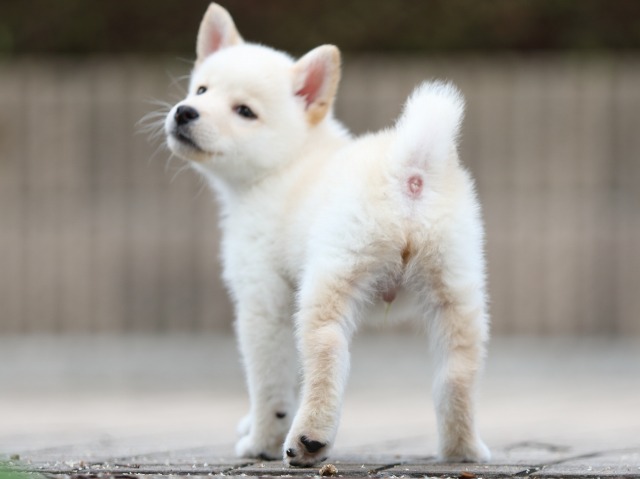 FP5A7695-shibainu FP5A7695-shibainu