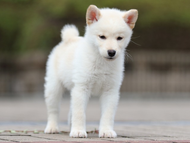 FP5A7702-shibainu FP5A7702-shibainu