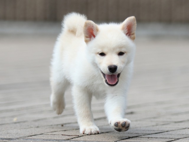 FP5A7728-shibainu FP5A7728-shibainu