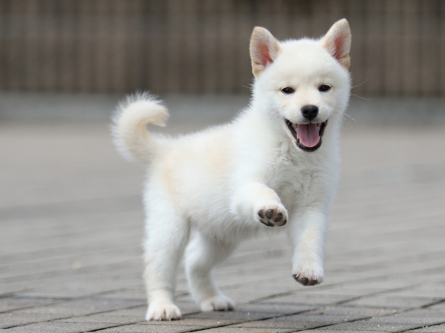FP5A7730-shibainu FP5A7730-shibainu