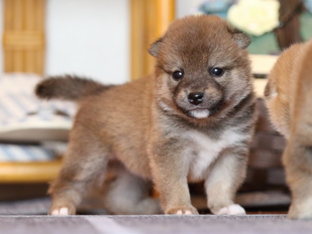 FP5A8220-puppy FP5A8220-puppy