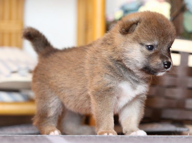 FP5A8230-puppy FP5A8230-puppy