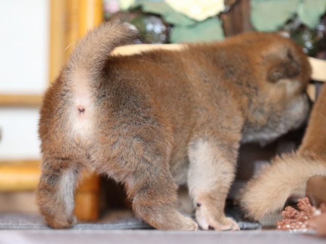 FP5A8235-puppy FP5A8235-puppy