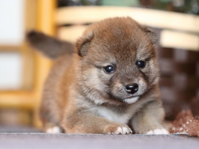 FP5A8271-puppy FP5A8271-puppy