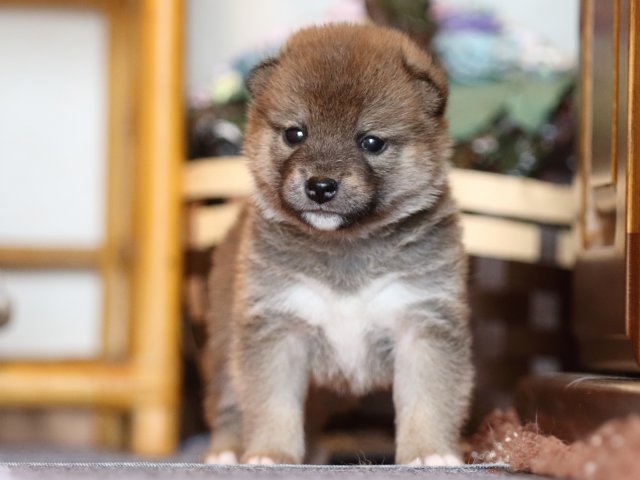 FP5A8282-puppy FP5A8282-puppy