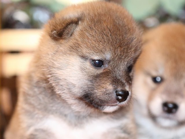 FP5A8303-puppy FP5A8303-puppy
