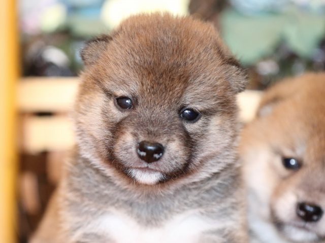FP5A8306-puppy FP5A8306-puppy