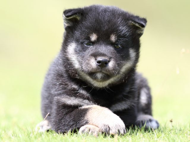 FP5A8325-puppy FP5A8325-puppy