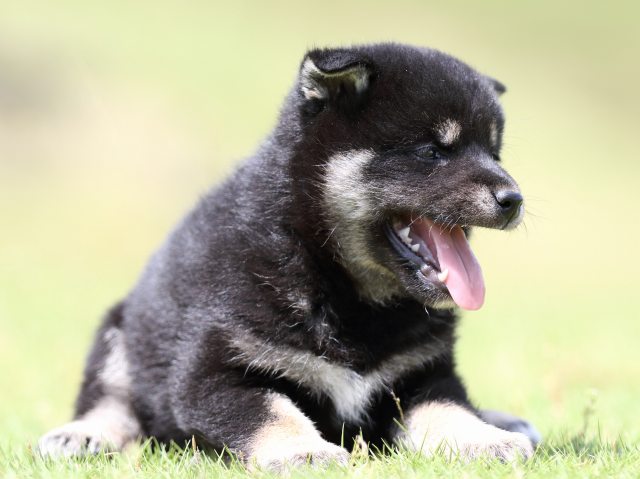 FP5A8330-puppy FP5A8330-puppy