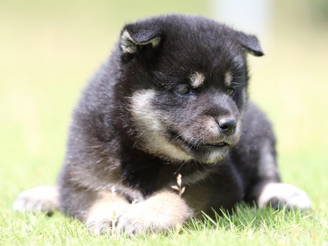 FP5A8350-puppy FP5A8350-puppy