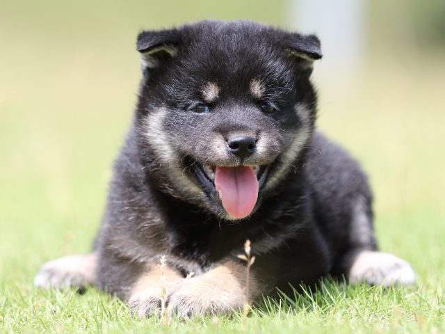 FP5A8353-puppy FP5A8353-puppy