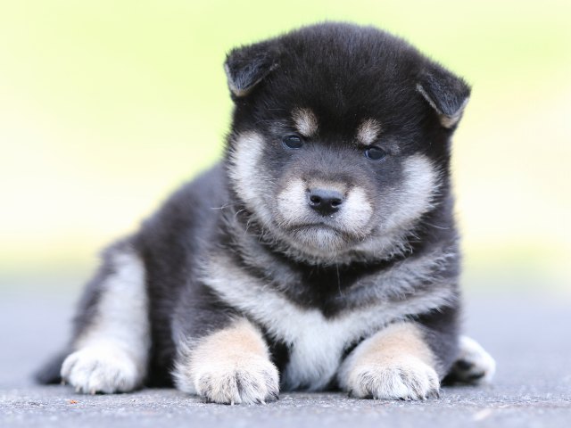 FP5A8455-puppy FP5A8455-puppy