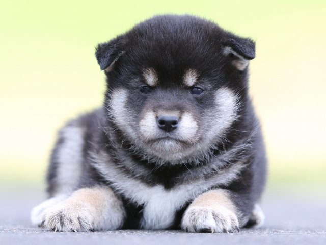 FP5A8475-puppy FP5A8475-puppy