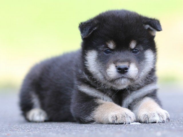 FP5A8520-puppy FP5A8520-puppy