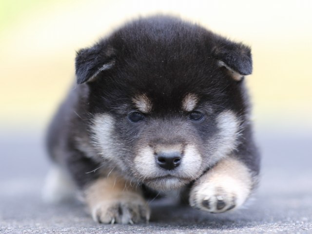 FP5A8564-puppy FP5A8564-puppy