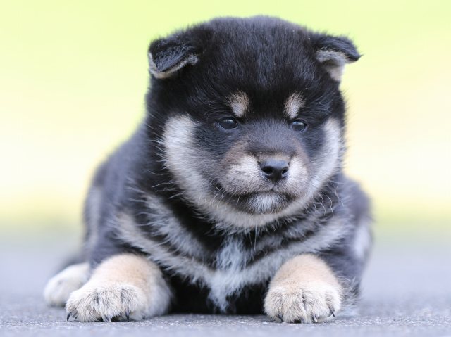 FP5A8576-puppy FP5A8576-puppy
