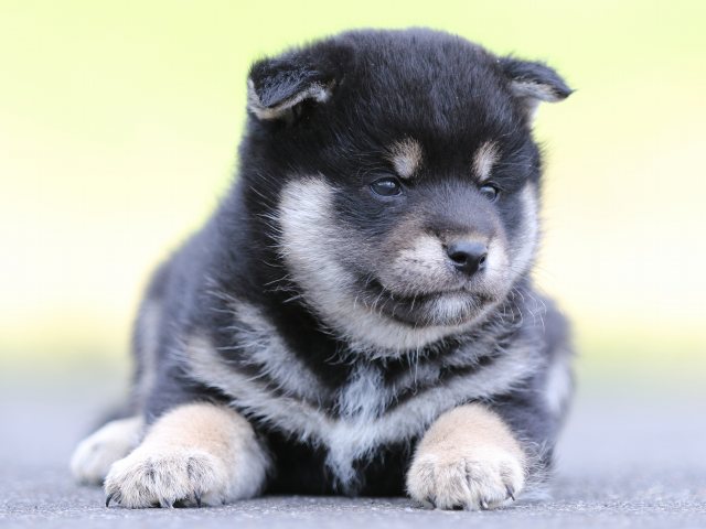 FP5A8578-puppy FP5A8578-puppy