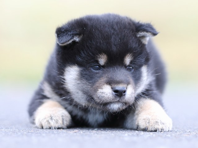 FP5A8641-puppy FP5A8641-puppy